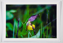 Lade das Bild in den Galerie-Viewer, Gelber Frauenschuh (Cypripedium Calceolus) - Postkarte DinA 6
