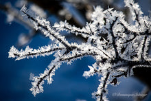 Load image into Gallery viewer, Twig in the frost - Greeting card DinA 6
