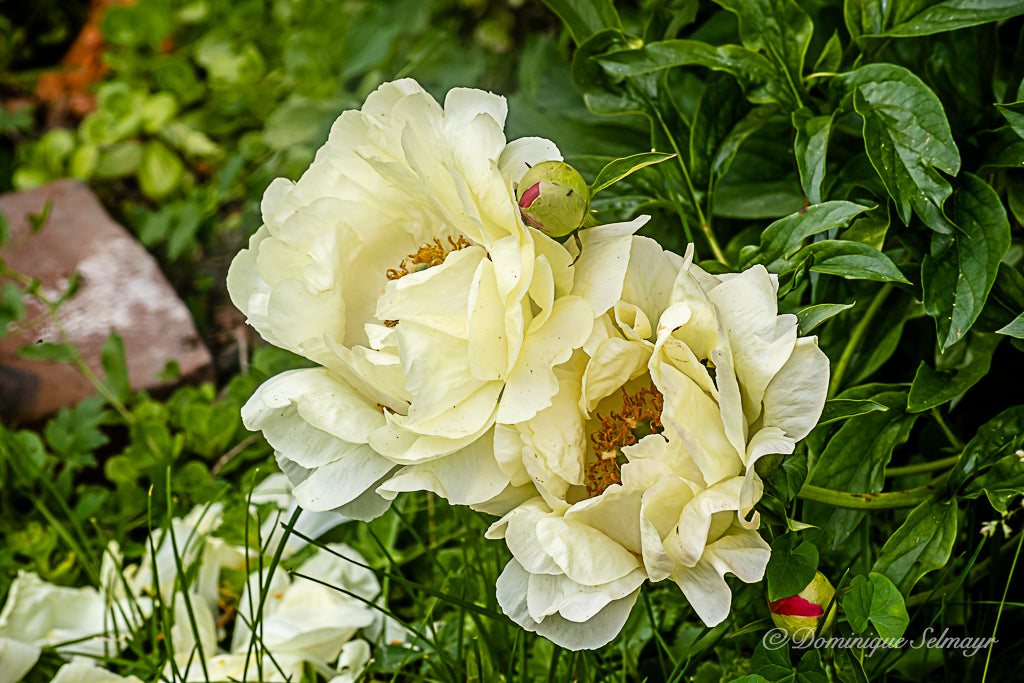 Peonies white - all variations 