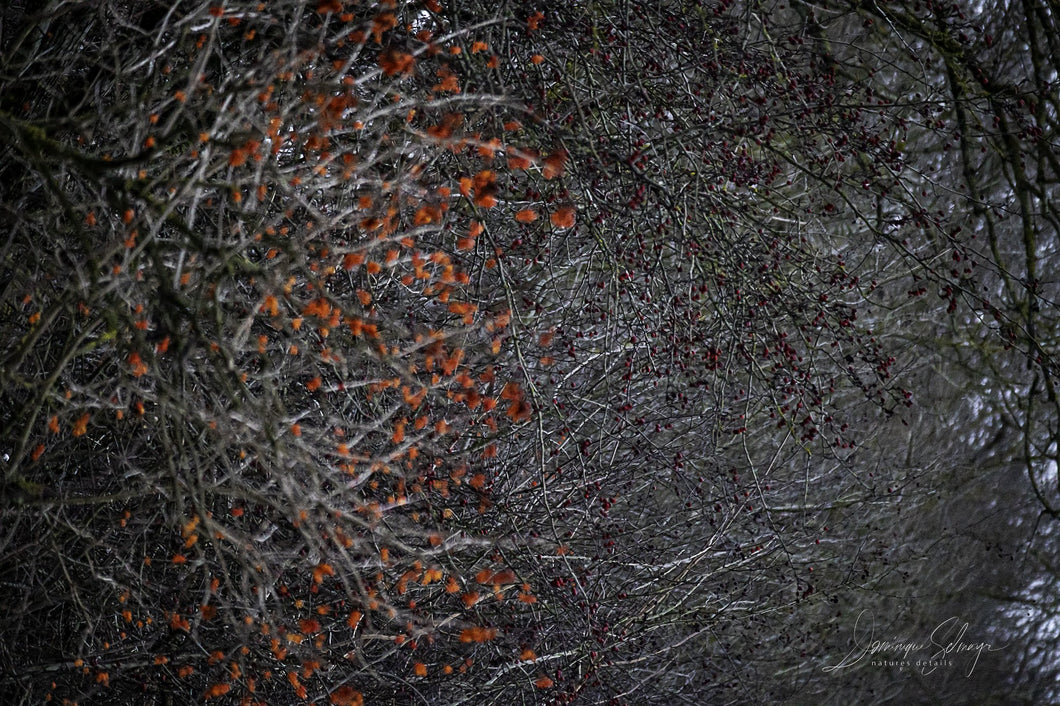 Schneeball (Viburnum lantanoides) im Winter- Grußkarte DinA 6