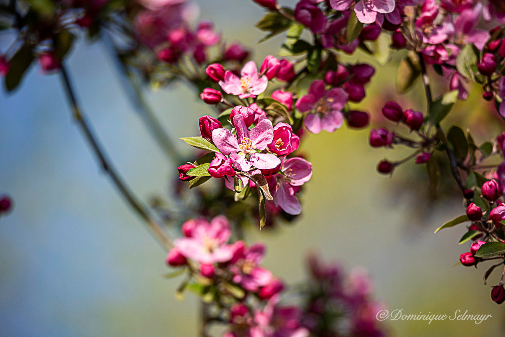 Apple blossom - Greeting card DinA 5