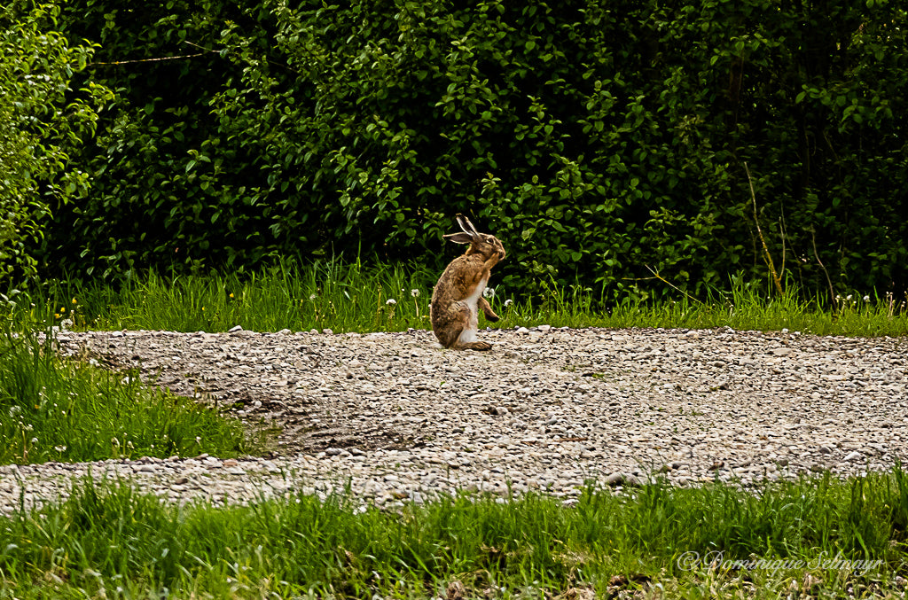 Brown hare having his morning bath - Postcard DinA 6