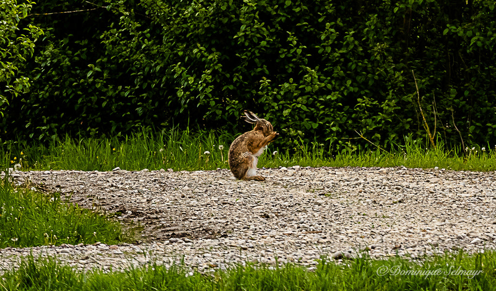 Oh, No! (brown hare) - Postcard DinA 6