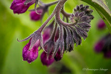 Load image into Gallery viewer, Comfrey blossom - all variations
