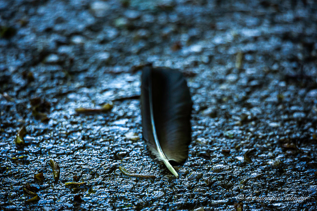 Crow feather - Postcard DinA 6