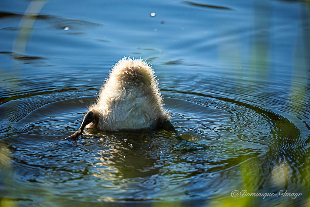 Diving swan chick - Postcard DinA 6