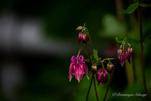 Load image into Gallery viewer, Pink Columbine - all variations
