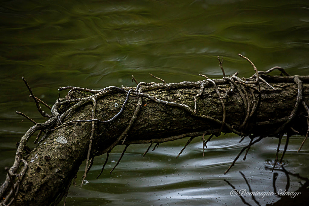 Branch entwined in ivy in the water - Postcard DinA 6