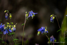 Load image into Gallery viewer, Blue Columbine - Greeting card DinA 6
