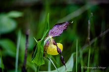 Load image into Gallery viewer, Yellow lady&#39;s slipper - all variations 
