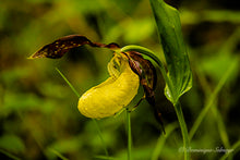Load image into Gallery viewer, Yellow lady&#39;s slipper in the woods - Greeting card DinA 5
