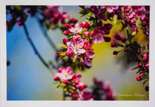 Lade das Bild in den Galerie-Viewer, Apfelblüte - Grußkarte DinA 6

