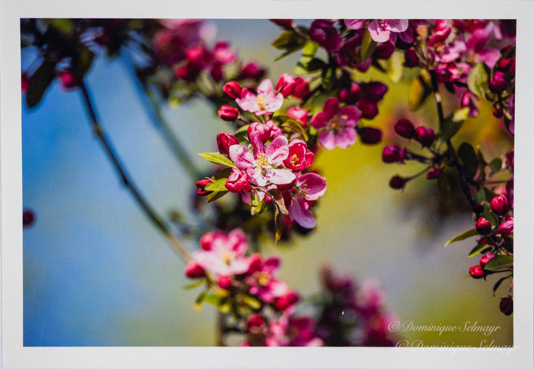 Apfelblüte - Grußkarte DinA 6