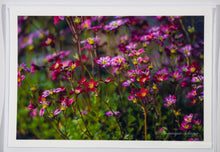 Load image into Gallery viewer, Mossy Saxifrage - all variations
