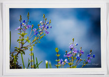Load image into Gallery viewer, Creeping Veronica / Speedwell - Greeting card DinA 5
