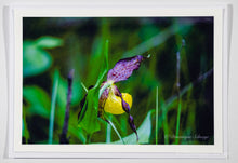 Lade das Bild in den Galerie-Viewer, Gelber Frauenschuh (Cypripedium Calceolus) - Grußkarte DinA 5
