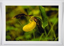 Load image into Gallery viewer, Yellow lady&#39;s slipper in the woods - Greeting card DinA 6
