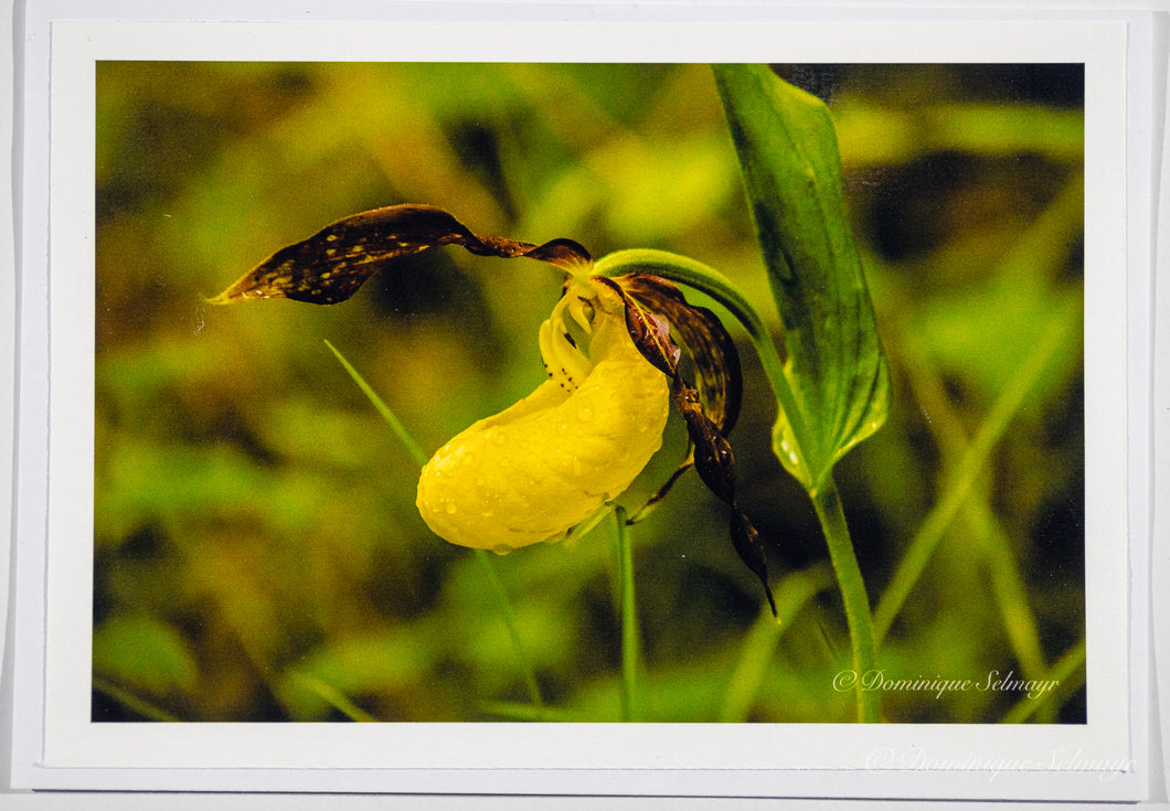 Gelber Frauenschuh (Cypripedium Calceolus) im Wald - alle Varianten
