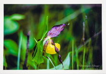 Load image into Gallery viewer, Yellow lady&#39;s slipper - Greeting card DinA 6
