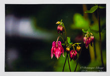 Load image into Gallery viewer, Pink Columbine - all variations
