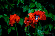 Load image into Gallery viewer, Red poppies - all variations
