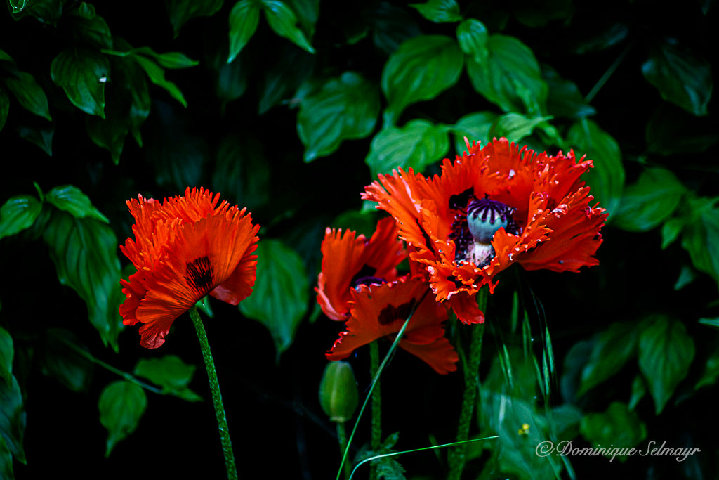 Red poppies - all variations