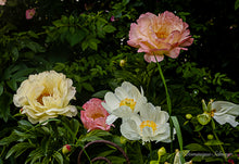 Load image into Gallery viewer, Peonies - Greeting card DinA 6
