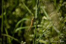 Load image into Gallery viewer, Black-tailed skimmer (female) on a blade of grass - all variations 
