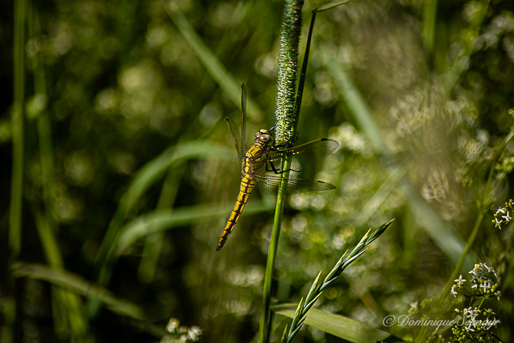 Black-tailed skimmer (female) on a blade of grass - Greeting card DinA 5