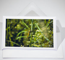 Load image into Gallery viewer, Black-tailed skimmer (female) on a blade of grass - Greeting card DinA 5
