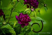 Load image into Gallery viewer, Dark Peonies - Greeting cards DinA 6
