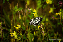 Load image into Gallery viewer, Marbled white (Melanargia galathea) - all variations
