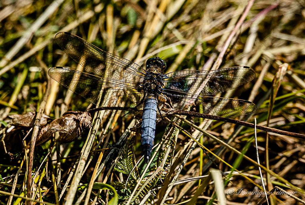 Black-tailed skimmer (male) - Greeting card DinA 5