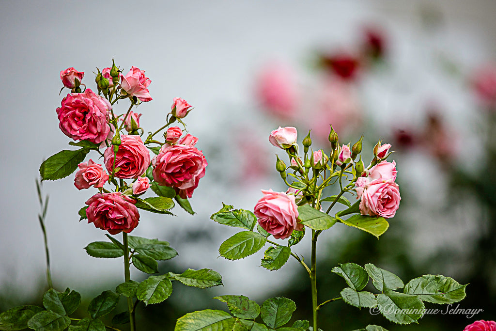 Pink floribunda rose - Postcard DinA 6