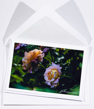 Load image into Gallery viewer, English Rose - Abraham Darby - all variations

