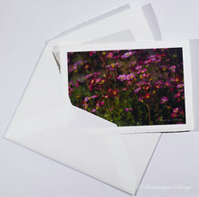 Lade das Bild in den Galerie-Viewer, Astmoossteinbrech (Saxifraga hypnoides) - Grußkarte DinA 6

