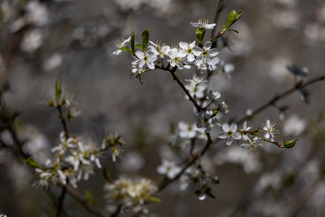 Schlehdorn - Prunus spinosa  - Grußkarte DinA 5
