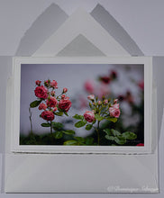 Load image into Gallery viewer, Pink floribunda rose - Postcard DinA 6
